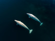 Two beluga whales swimming side by side