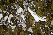 Remnant Of Reindeer's Jaw (Rangifer Tarandus Platyrhynchus) Left In Tundra