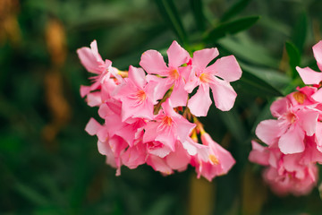 Close-up of beautiful pink flowers on the background of green le