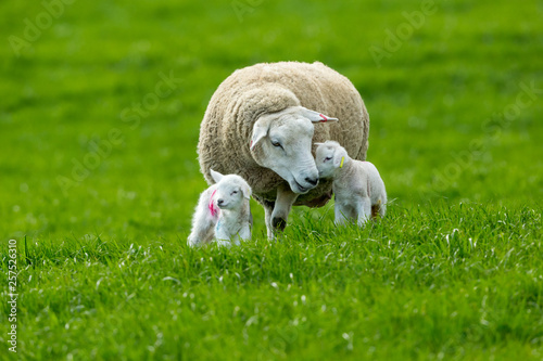 Fotomural Texel ewe (female sheep) with twin, newborn lambs, in lush green meadow