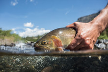 Yellowstone Cutthroat Trout In Water.