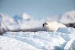 Wet polar bear (Ursus maritimus) shaking off water