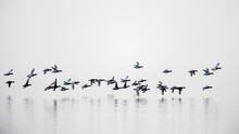 Group Of Mallard Ducks Flying Above Geneva Lake On Cloudy Day