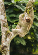 Thee-toed Sloth climbing Cecropia Tree, Costa Rica