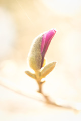 Wall Mural - magnolia tree bloom 