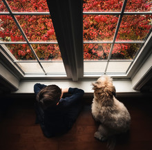 Young Boy And Dog On The Floor Looking Out The Window Shot From Above