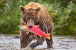© Cavan Images - Brown bear with salmon, Alaska, USA