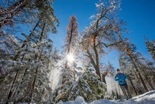 Man Hiking In Forest During Winter In High Sierras