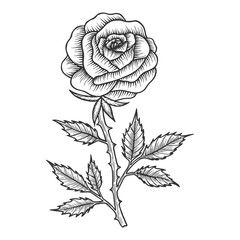 Rose flower sketch engraving vector illustration. Scratch board style imitation. Black and white hand drawn image.