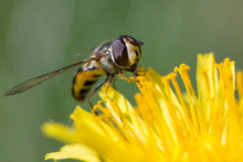 Bee Collecting Pollen On Dandelion, Jackson Hole, Wyoming, USA