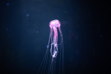 Glowing Jellyfish Chrysaora Pacifica Underwater