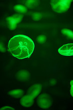 Green Glowing Jellyfish Aurelia Aurita Underwater