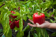 A Woman Picks Red Bell Peppers (Capsicum Annuum) In Her Garden In Seattle, Washington.