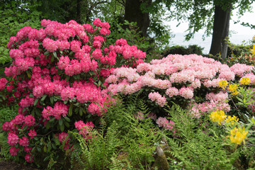 Rhododendronblüte (pink-rosa) auf der Insel Mainau