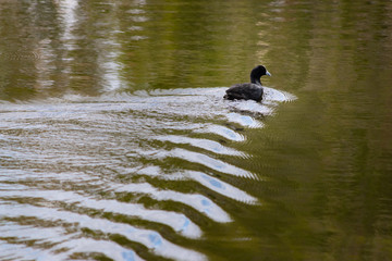 Wall Mural - duck in the water with water floating texture