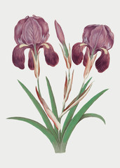 Wall Mural - Purple iris in vintage style