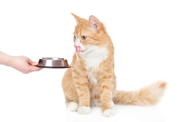Leinwandbilder - Cat licking lips and waiting for food. isolated on white background