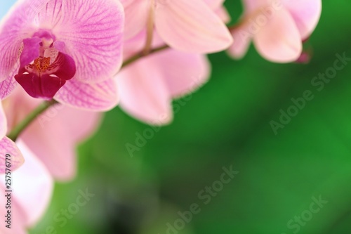 Orchid Flower Pink Orchid Macro On A Bright Green Blurred