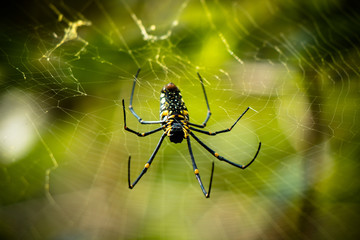 spider on web