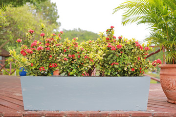 Sticker - Red spike flower in long cement pot in garden decoration. Rubiaceae Ixora coccinea.