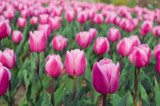 Fototapeta Tulipany - pink tulips in the garden