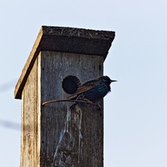 Starling bird in a birdhouse in the spring against the blue sky