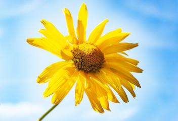 sunflower flower against the sky