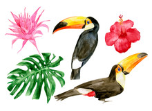 Watercolor Portrait Of Toucans In The Forest Vector Illustration. Exotic Birds With Tropical Leaves With Red Flowers. Two Wild Keel-billed Tucan With Leaf. Nature Travel In Costa Rica, Wildlife.