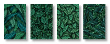 Set Of Tropical Leaves Background