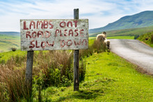 Sign: Lambs On Road Please Slow Down, With Sheep Near The Road, Seen Near Halton Gill, North Yorkshire, England, UK