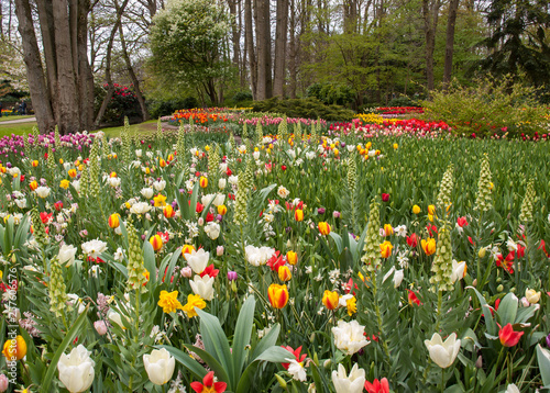 Valokuvatapetti Fritillaria imperialis, hyacinths  and colorful tulips flowers blooming in a gar