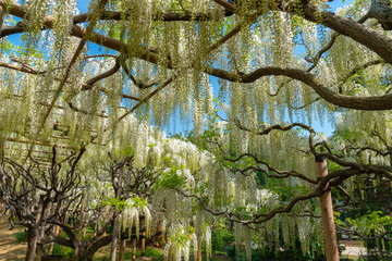 Beautiful full bloom of white Wisteria blossom trees, flowers tunnel in springtime sunny day at Ashikaga Flower Park, Tochigi prefecture. Famous travel destination in Japan