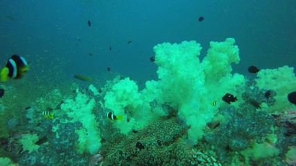 Sticker - Coral reef and fish underwater in Thailand 