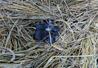 newborn black rabbit cubs lie curled up in a straw nest