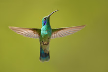 Mexican Violetear (Colibri Thalassinus) Is A Medium-sized, Metallic Green Hummingbird Species Commonly Found In Forested Areas From Mexico To Nicaragua. 