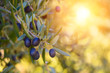 Olive trees farm. Olive branch with ripe fresh olives ready for harvest.