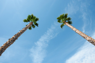 Wall Mural - Two palm trees over blue sky on vacation beach perspective view with copy space