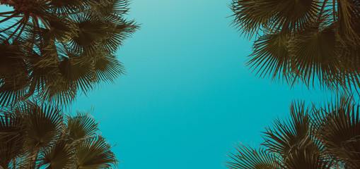 Wall Mural - Palm trees perspective view. Frame composition with corner tropical palm leafs and center copy-space.