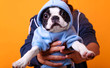 © ClaudiK - Boston Terrier in cute hoodie sweater.Funny studio portrait of the smilling puppy french bulldog. Dog studio portrait, looking at camera.