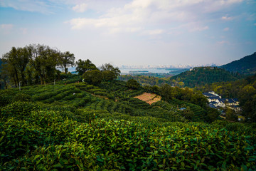 Poster - tea mountain