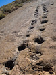 Dinosaur footprint in Toro Toro, Bolivia