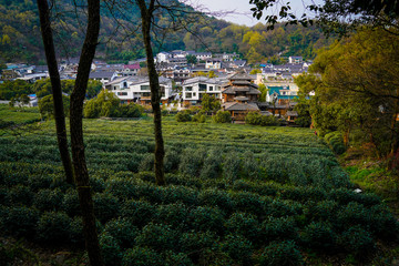 Wall Mural - tea mountain