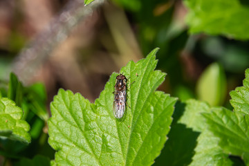 Marmalade Hoverfly on Leaf in Springtime