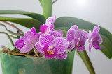 Fototapeta  - Orchid on a white background in a pot. gift for a girl