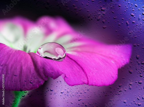 blue flower with a dew drop