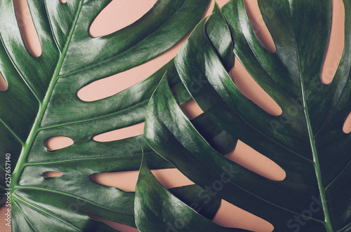Zdjęcie XXL Duże liście monstery. Tropikalne tło w modnym stylu flat lay w żywych holograficznych kolorach gradientu. Pop Art. Naturalne modne tło.