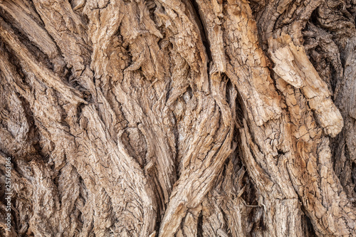 Fotomural Texture of Very Old Willow Tree