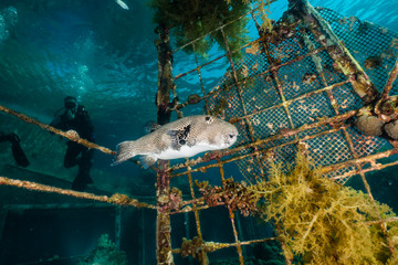 Arothron fish in the Red Sea, Eilat Israel