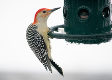 Red Bellied Woodpecker At Feeder