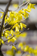 Wall Mural - Yellow forsythia branch in spring